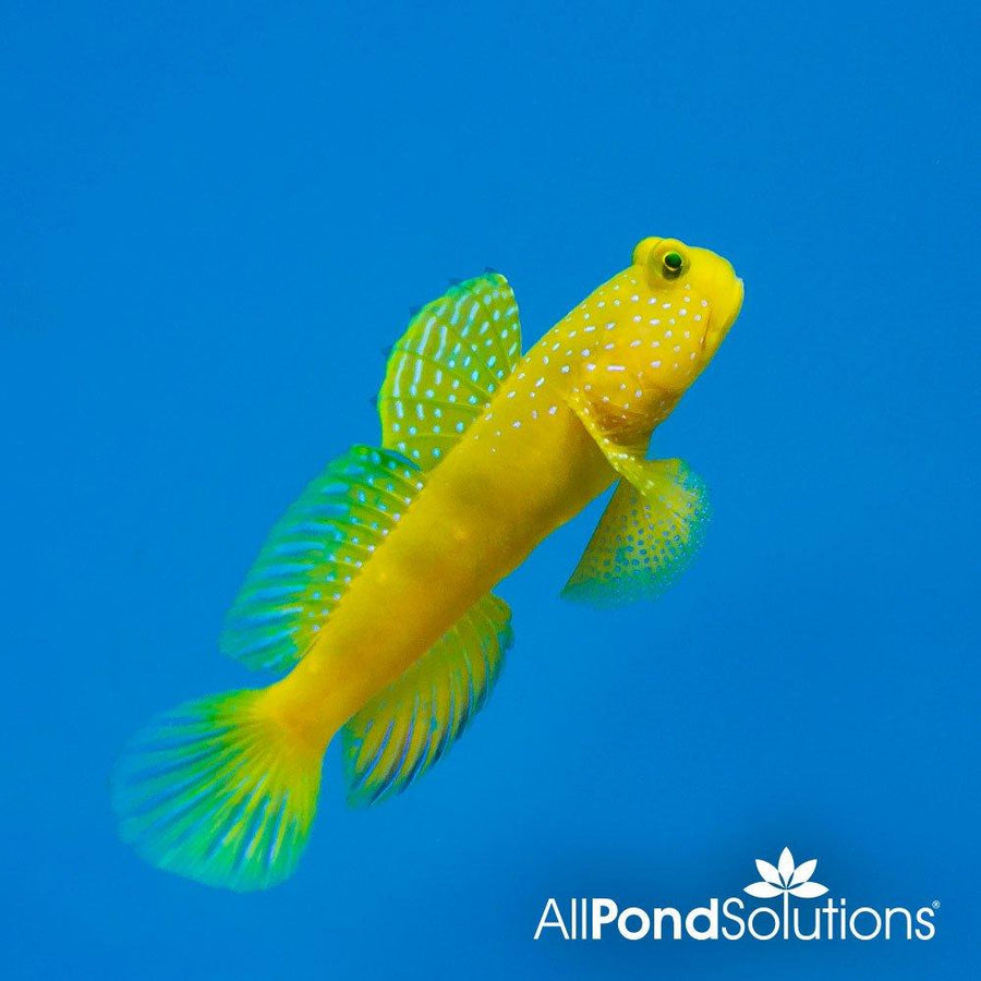 Yellow Watchman Goby - Cryptocentrus cinctus - AllPondSolutions