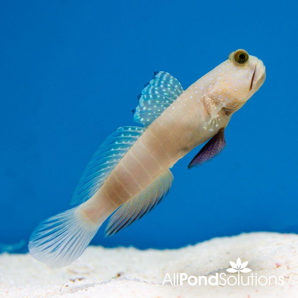 Yellow Watchman Goby - Cryptocentrus cinctus - AllPondSolutions