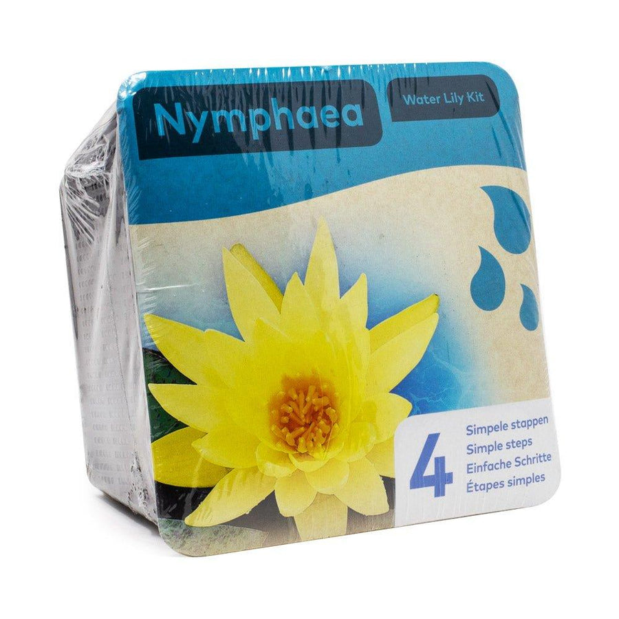 Yellow Water Lily Pond Plant Kit - Nymphaea Chromatella - AllPondSolutions