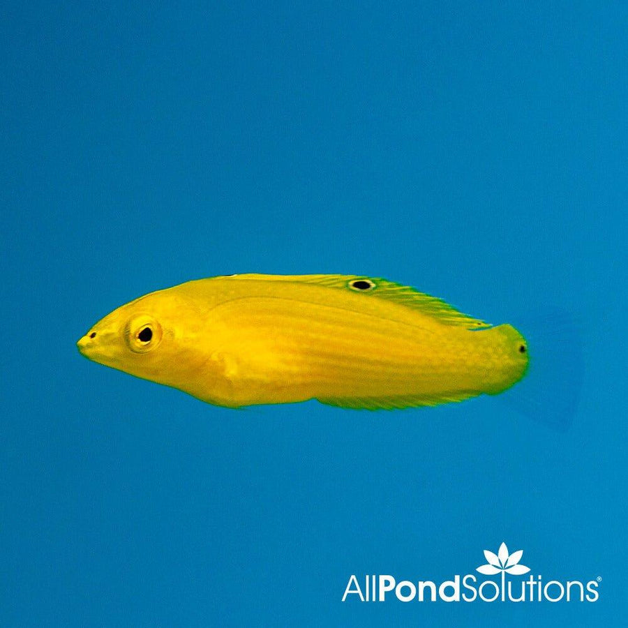 Yellow Wrasse - Halichoeres Chrysus - AllPondSolutions