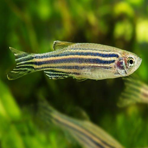 Zebra Danio - Brachydanio rerio - AllPondSolutions