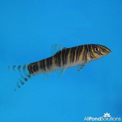 Zebra Loach - Botia striata - AllPondSolutions