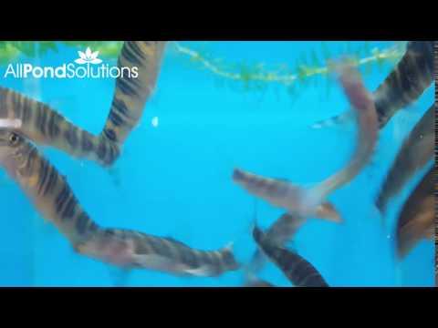 Zebra Loach - Botia striata - AllPondSolutions