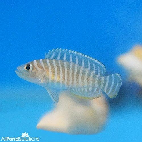 Zebra Shell Dwellers - Neolamprologus similis - AllPondSolutions