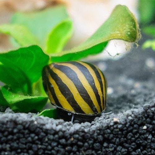 Zebra Snails - Neritina natalensis - AllPondSolutions